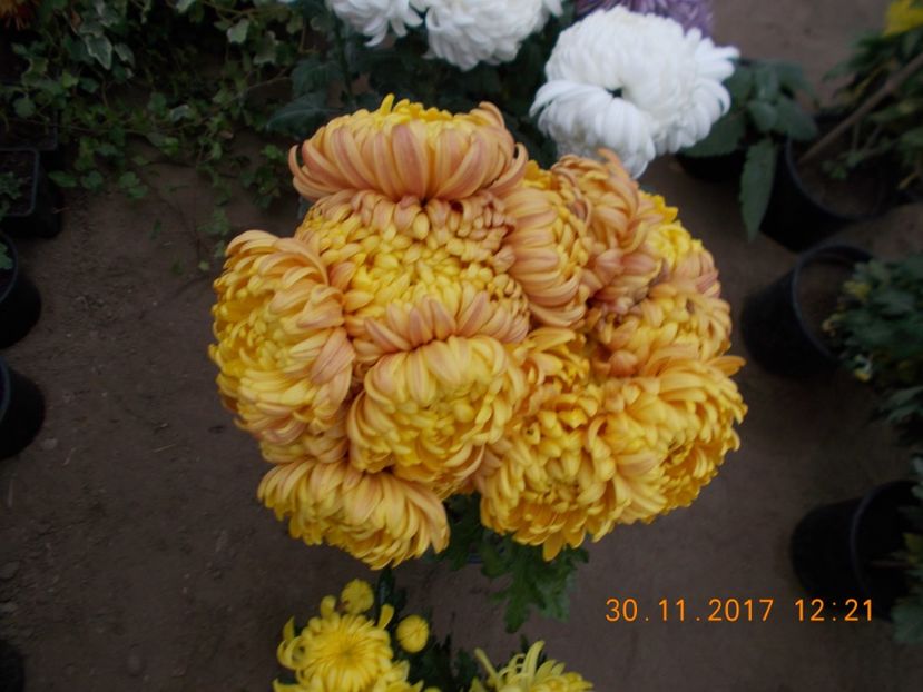  - CRIZANTEME 2017