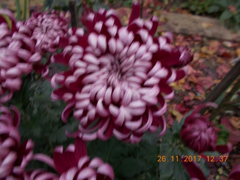 angali - CRIZANTEME 2017