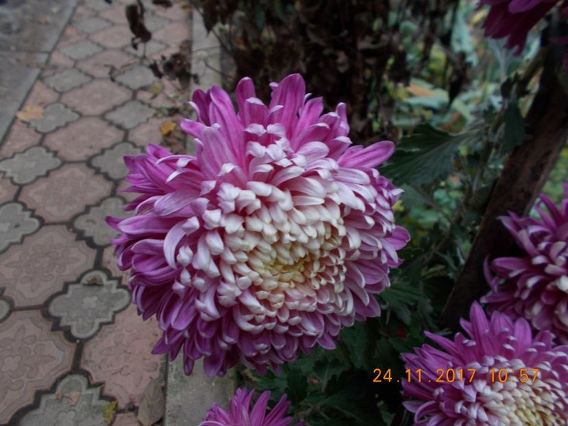  - CRIZANTEME 2017