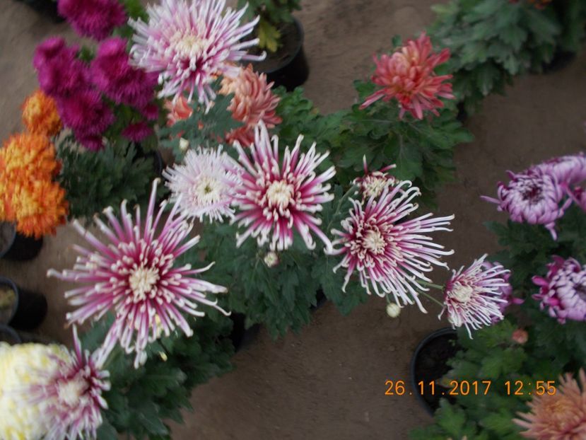  - CRIZANTEME 2017