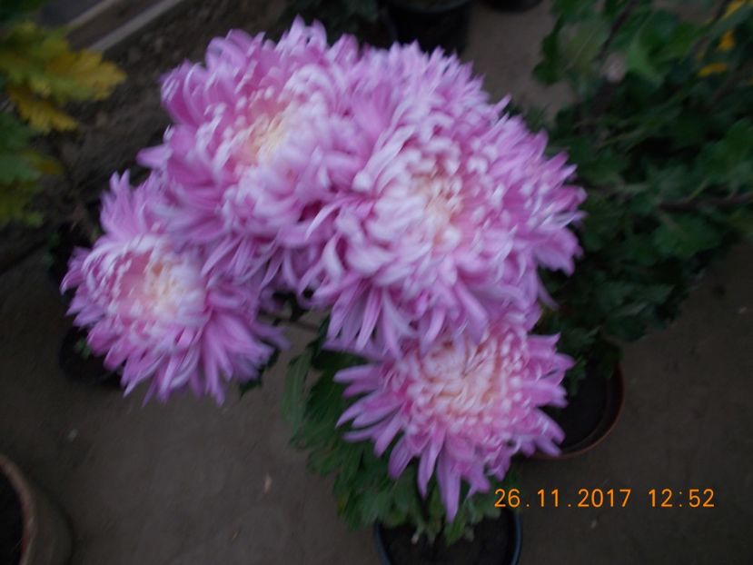 roz pitic - CRIZANTEME 2017