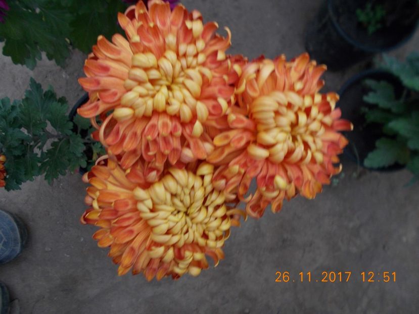 rosu -portocaliu - CRIZANTEME 2017