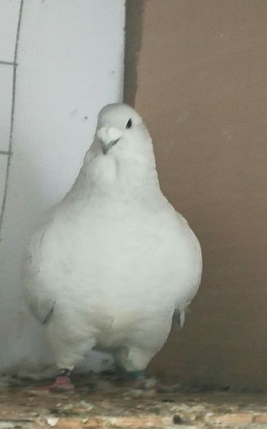 M 2016 scos la Cofetaru - Masculi Matca