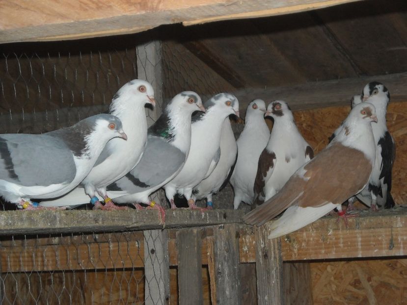  - DE PRIN PORUMBARIE