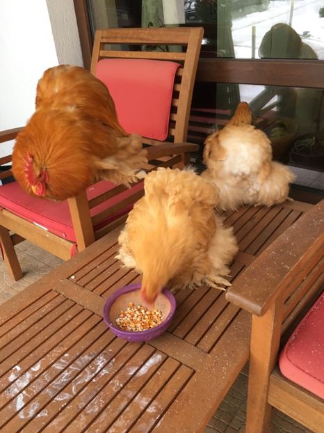 23B7AD9D-4A5D-4EB9-B4F6-8BE726821EF2 - COCHIN PITIC GALBEN