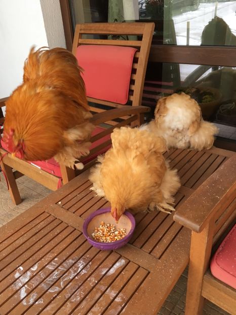 06013D17-F03D-4BF3-B323-AA906E4AC049 - COCHIN PITIC GALBEN