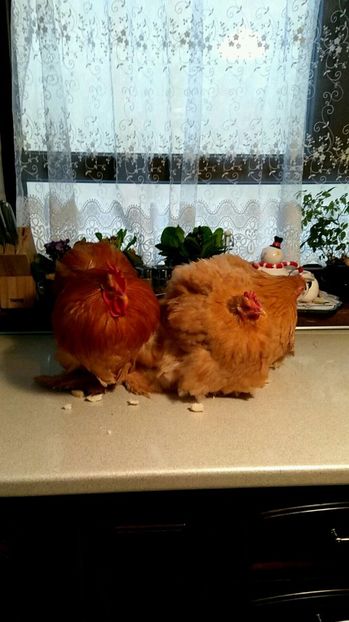 6EB6921A-431E-414E-9EF8-5CB8B33AB281 - COCHIN PITIC GALBEN