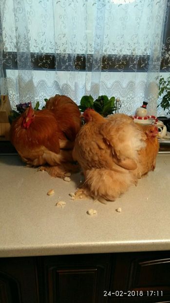 CC9D94EA-0E7B-44A9-BE4C-B58976148E13 - COCHIN PITIC GALBEN