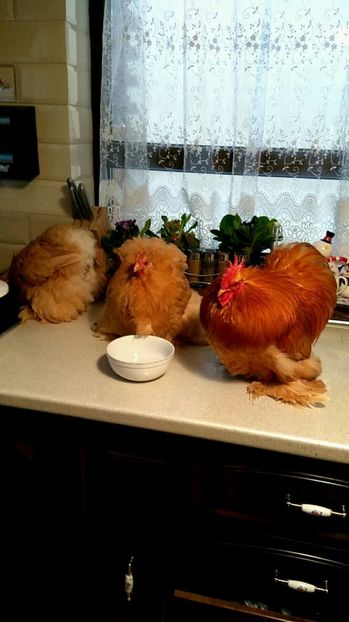 666661A1-9B7A-48A5-8E80-F2FDDC463649 - COCHIN PITIC GALBEN