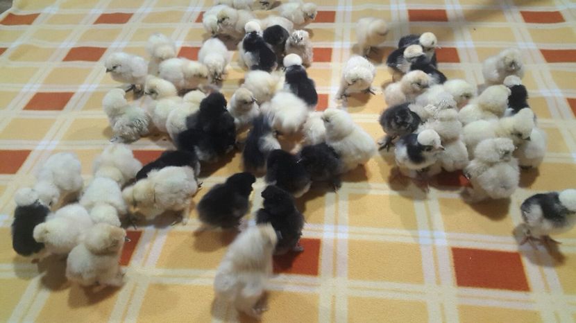 IMG-20180224-WA0007 - Pui 2018