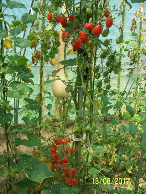 TOMATO CHERRY ROMA  (6) - CHERRY TOMATO CHERRY ROMA