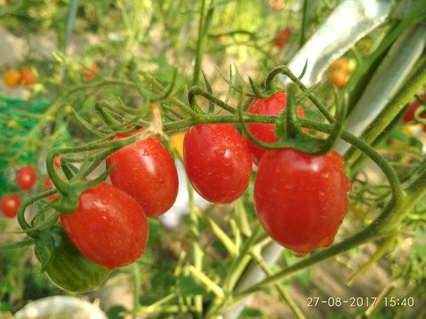 TOMATO CHERRY ROMA  (10) - CHERRY TOMATO CHERRY ROMA