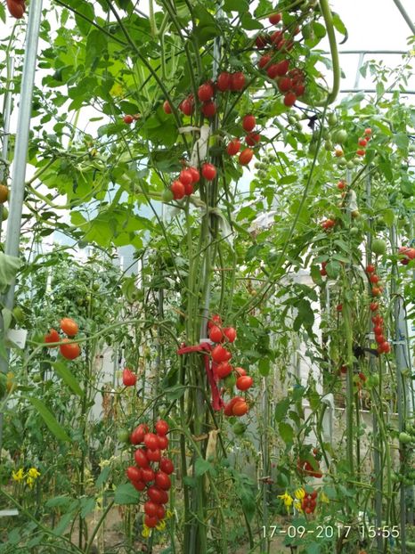 TOMATO CHERRY ROMA  (20) - CHERRY TOMATO CHERRY ROMA