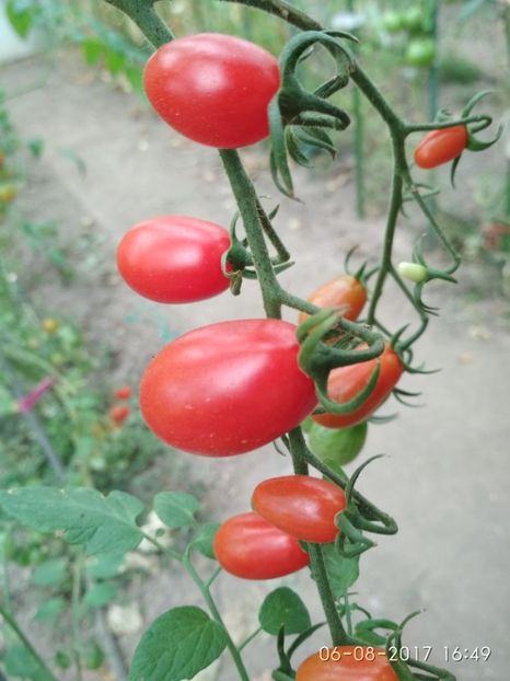 TOMATO CHERRY ROMA  (24) - CHERRY TOMATO CHERRY ROMA