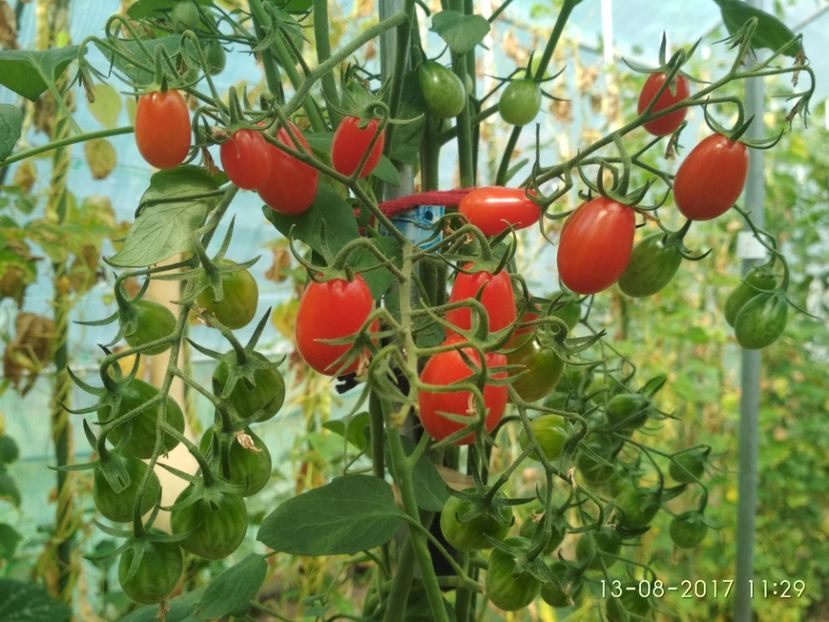 TOMATO CHERRY ROMA  (31) - CHERRY TOMATO CHERRY ROMA