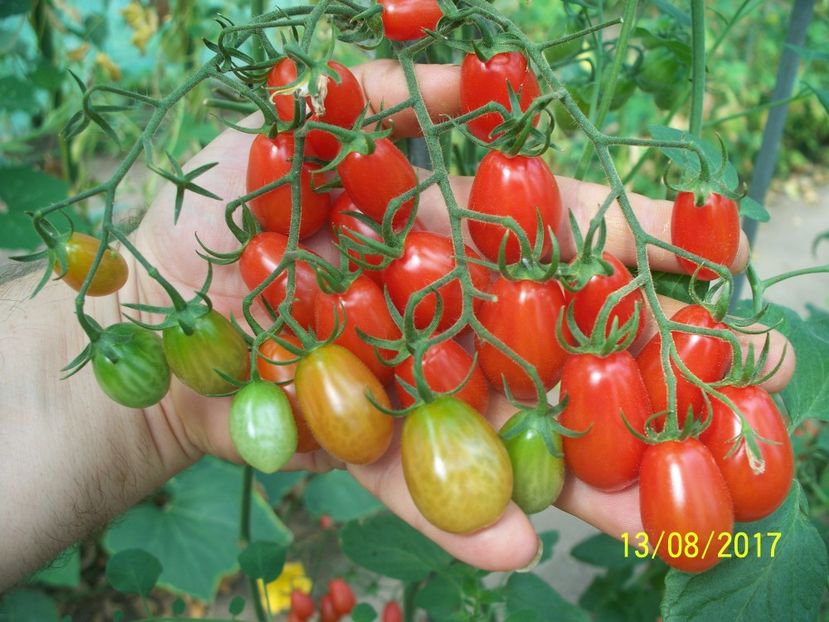 TOMATO CHERRY ROMA  (36) - CHERRY TOMATO CHERRY ROMA