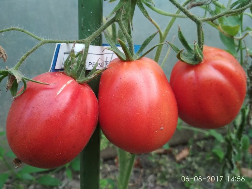 ALBENGA PERSON (2) - ALBENGA PEARSON