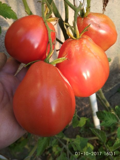 ALBENGA PERSON GRĂDINĂ (1) - ALBENGA PEARSON