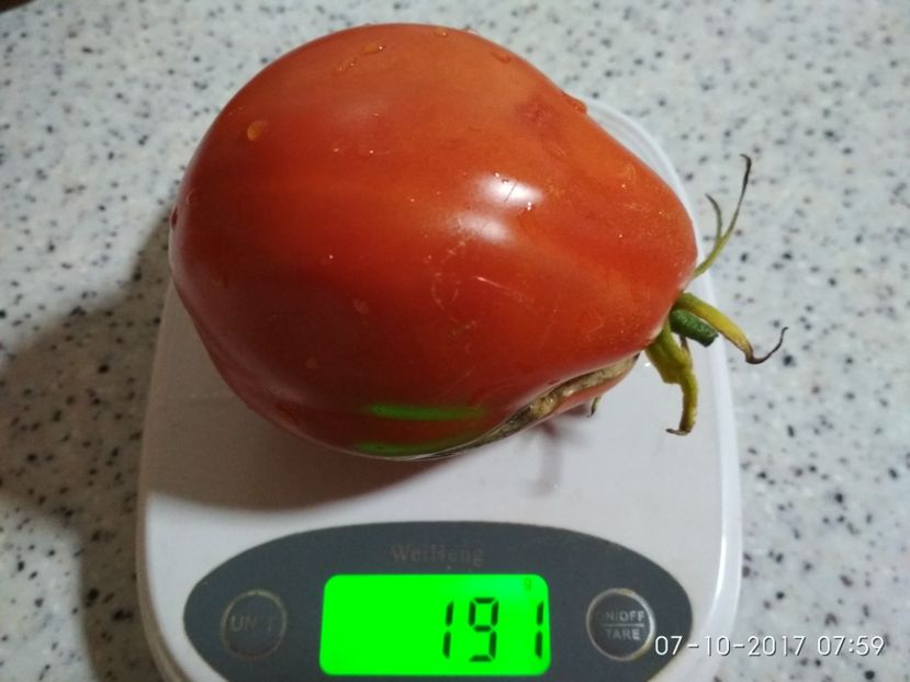 ALBENGA PERSON GRĂDINĂ (8) - ALBENGA PEARSON