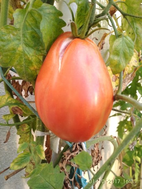 ALBENGA PERSON GRĂDINĂ (11) - ALBENGA PEARSON