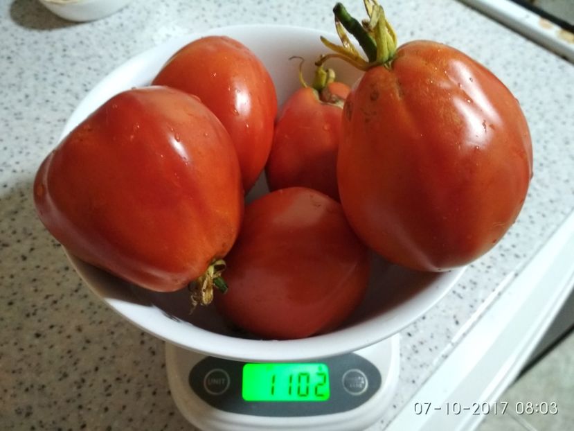 ALBENGA PERSON GRĂDINĂ DE LA UN FIR - ALBENGA PEARSON