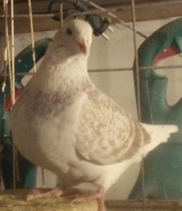  - - A - CRESCATOR POLIVALENT