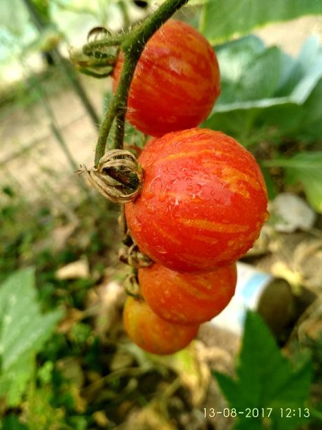 TIGERELLA (1) - TIGERELLA 2017