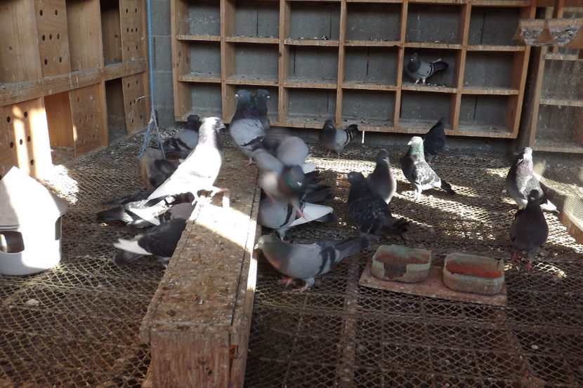  - Zburatori de Beograd