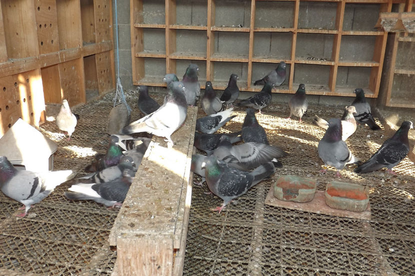  - Zburatori de Beograd