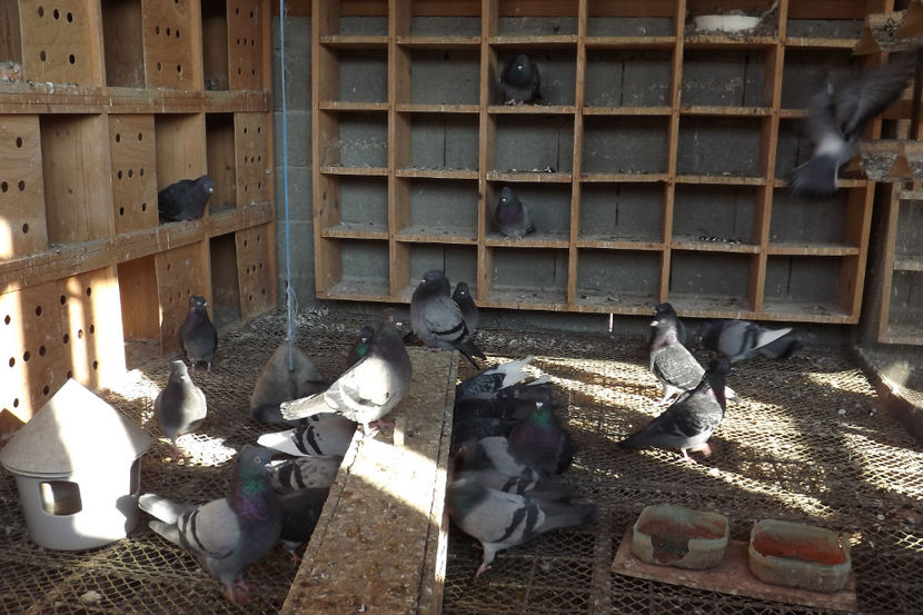  - Zburatori de Beograd