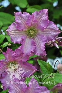 clematis tentel - b Comenzi plante copaci 2018 2019