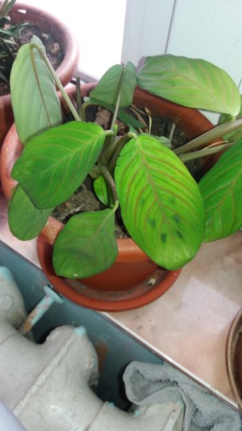 marantha - flori in casa