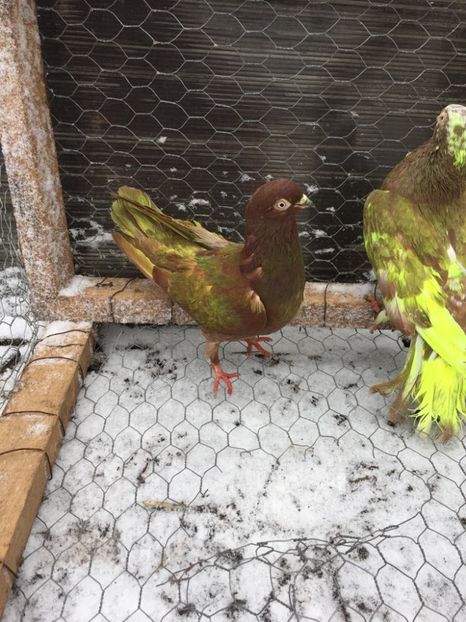 28460234_597914143890135_450569889_o - Femele