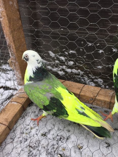 28500116_597913693890180_1352684986_o - Femele