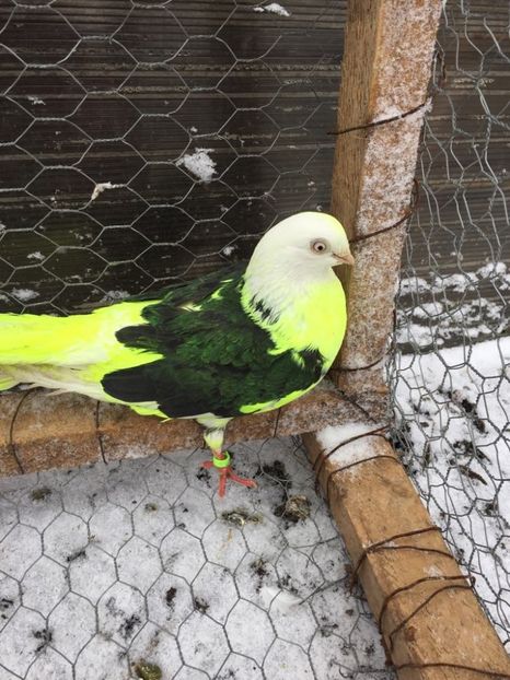 28547759_597913690556847_1144714749_o - Femele