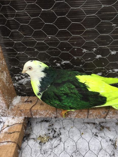 28500140_597913670556849_1100073827_o - Femele