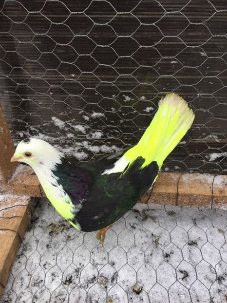 28460280_597914317223451_1326885608_o - Masculi