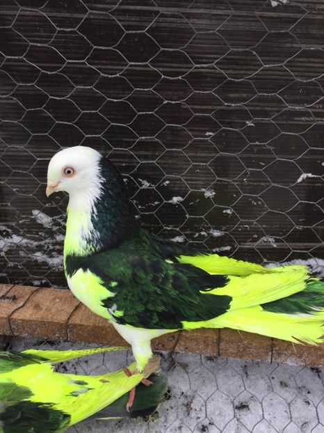 28504177_597914343890115_2037676786_o - Masculi