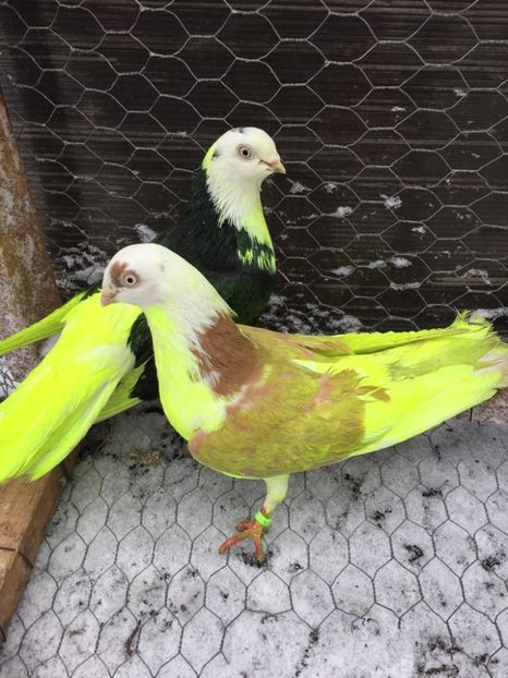 28459610_597914213890128_234786602_o - Perechi