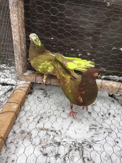 28548332_597914180556798_1169218161_o - Perechi