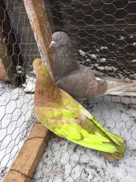 28461120_597921363889413_1145174882_o - Rolleri de Birmingham