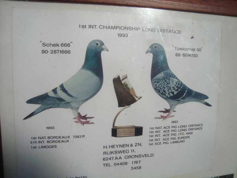 Schek 666 (2) - Porumbei matca 2018 pagina in constructie