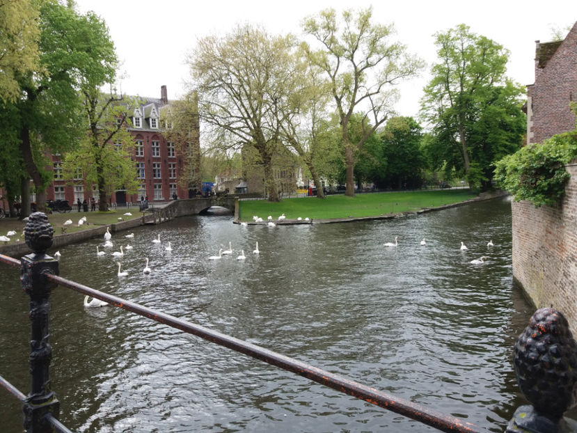 Picture 557 - Bruges-Belgia