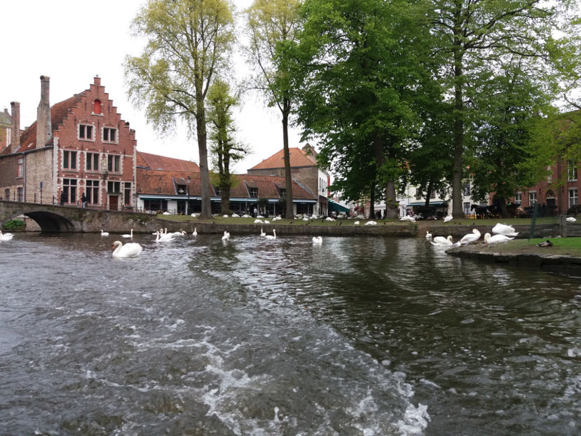 Picture 644 - Bruges-Belgia