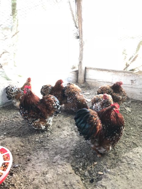 A4506893-9530-4AD1-9C82-9D5BF9AA7E88 - Cochinchina pitic portelan 2018