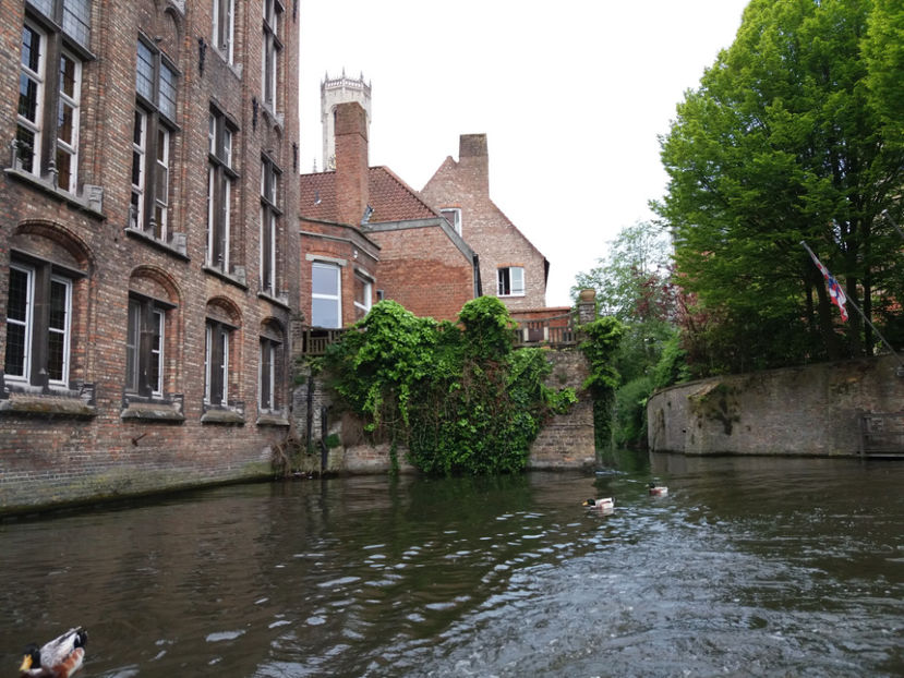 Picture 724 - Bruges-Belgia