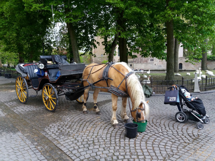 Picture 837 - Bruges-Belgia