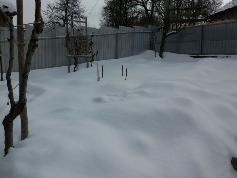  - 000000000000001   GRADINA MEA