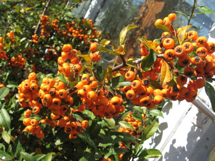 Picture 8597 - 3 ARBUSTI FRUCTIFERI SI ORNAMENTALI