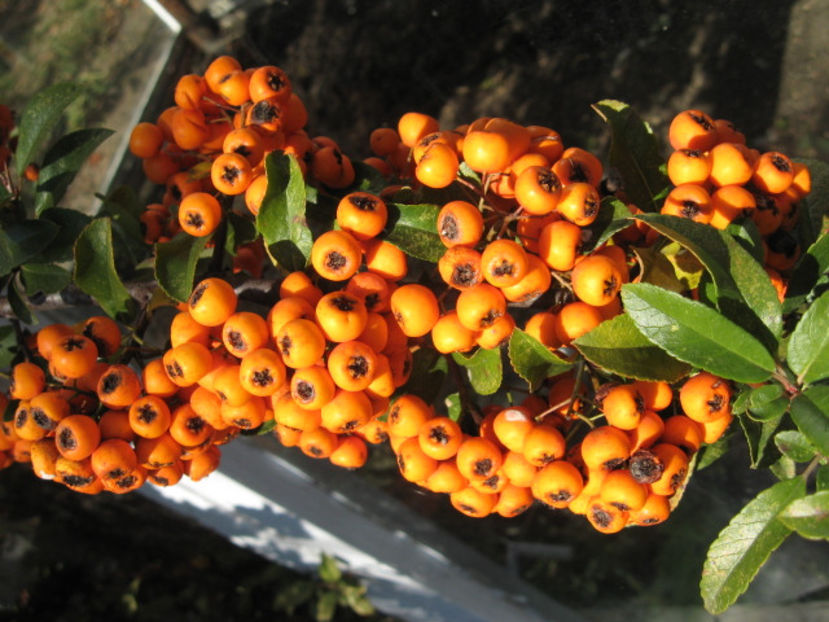 Picture 8598 - 3 ARBUSTI FRUCTIFERI SI ORNAMENTALI